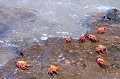 (Grapsus grapsus) crabes,terrestres,galapagos,equateur. 