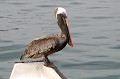 (Pelecanus occidentalis) Cet oiseau marche en se dandinant. Il est pourvu d'un long bec et d'une poche gulaire très développée dont il se sert comme un filet de pêche pour saisir ses proies. pelican,brun,galapagos,equateur. 