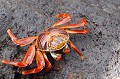 (Grapsus grapsus) Ce joli crabe à la carapace très colorée est la proie favorite du Héron des laves, mais aussi des Murènes et des Pieuvres. Il se met à l'abri des prédateurs dans les rochers qui bordent le littoral. crabe,zayapa,galapagos,equateur. 