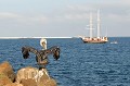 (Pelecanus occidentalis) Le Pélican brun se nourrit de poissons, de calmars, d'invertébrés et parfois d'œufs des autres oiseaux. Il peut passer des eaux douces aux eaux salées. Sa durée de vie est en moyenne de 20 ans. pelican,brun,galapagos,equateur. 