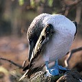 (Sula nebouxii) 20 000 Fous à pattes bleues résident dans l'archipel des Galapagos. Ces oiseaux se nourrissent de poissons et de calmars. Pour pêcher, les fous plongent dans l'eau isolément ou en groupe, d'une hauteur parfois surprenante. Certains poursuivent leurs proies sous l'eau, nageant avec les pattes et les ailes à demi-ouvertes... fou,pattes,bleues,galapagos,equateur. 