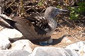 (Sula nebouxii) Le nid du Fou à pattes bleues se réduit souvent à un simple creux au sol. L'incubation est assurée indifféremment par la femelle ou le mâle... fou,pattes,bleues,galapagos,equateur. 
