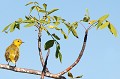 (Selophagor petechia) Sorte de passereau vivant dans l'arrière-mangrove et se nourrissant d'insectes et de baies... paruline,jaune,galapagos,equateur. 