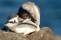 (Creagrus furcatus) C'est un oiseau endémique des Galapagos. Oiseau nocturne, la mouette quitte son nid à la tombée de la nuit et part pêcher en mer, jusqu'à 30 km de distance... Sur cette vue, séance de toilettage. mouette,queue,fourchue,galapagos,equateur. 