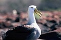 (Phoebastria irrorata) Espèce endémique observée dans l'île Espanola. L'Albatros a longtemps été considéré comme oiseau de mauvais augure, passant pour être la réincarnation des marins noyés. C'est un oiseau adapté à la vie en mer, où il passe la majeure partie de son temps. Il vole vite et loin, il est un maître du vol plané qu'il peut pratiquer des heures sans donner le moindre coup d'aile...Il se nourrit de plancton, de poissons et de calmars. Il hiverne dans les eaux poissonneuses du courant Humboldt qui longe les côtes de l'Equateur et du Pérou. albatros,galapagos,equateur. 