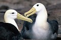 (Phoebastria irrorata) Les albatros vivent en couple et sont fidèles. Ils ne divorcent qu'après plusieurs tentatives infructueuses de reproduction. Ils vivent en moyenne 30 ans et ne nichent guère avant l'âge de 10/15 ans. La femelle pond en moyenne un œuf tous les 2 ans. L'œuf est couvé par les 2 parents. L'Albatros des Galapagos ne fabrique pas de nid, contrairement aux autres espèces d'albatros. albatros,galapagos,equateur. 