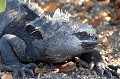 (Amblyrhynchus cristatus) Darwin l'appelait "le diablotin de la nuit" en raison de son aspect inquiétant. L'iguane marin se nourrit d'algues pêchées entre 3 et 10 mètres de profondeur. Il peut rester une demi-heure sous l'eau. Animal à sang froid, après de longs séjours en eau fraîche, il s'expose au soleil pour réguler sa température. Sa coloration noire accélère l'absorption de chaleur. La population de cette espèce endémique aux Galapagos est estimée à 200 000 individus. iguane,marin,galapagos,equateur. 