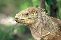 (Conolophus subcristatus) Iguane terrestre. iguane,terrestre,galapagos,equateur. 