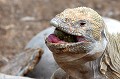 (Conolophus subcristatus) Iguane terrestre. iguane,terrestre,galapagos,equateur. 