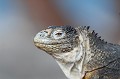 (Conolophus subcristatus) Iguane terrestre. iguane,terrestre,galapagos,equateur. 