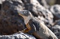 (Conolophus subcristatus) Iguane terrestre. iguane,terrestre,galapagos,equateur. 