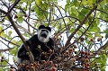 Magnifique singe noir et blanc, qui vit perché à la cime des figuiers qui bordent le lac Awasa. Il se nourrit de feuilles et de fruits. collobe,guereza,lac,awasa,ethiopie. 