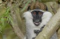 Le Grivet est un singe vert, qui se distingue du Vervet, par le port de longs favoris blancs. grivet,lac,awasa,ethiopie. 