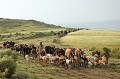 La société éthiopienne est essentiellement rurale. 85 % de la population vit et travaille à la campagne. L'élevage y tient une grande importance. Le cheptel composé de bovins, ovins et caprins rassemble 90 millions de têtes de bétail. Autant que d'habitants ! Ici, en pays 0romo, sur les hauts plateaux du nord, on peut observer, avant la tombée de la nuit, le retour des troupeaux à la ferme... oromo,ethiopie. 