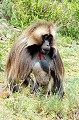 Ce babouin, qui vit à 2500 mètres d'altitude et plus, peut être observé dans le parc national du Simien ou à Debré Libanos, à quelques 100 km d'Addis Abeba. Animal endémique, il est appelé "babouin au cœur saignant", en raison d'une tache rouge qui illumine son poitrail, au milieu d'une épaisse fourrure... gelada,debre,libanos,ethiopie. 