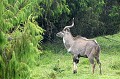 Ce bel animal endémique vit entre 3000 et 4000 mètres, dans le parc national Balé. Il appartient à la famille des antilopes à cornes spiralées. Il peut peser jusqu'à 270 kg. On dénombre environ 500 Nyala dans cette zone. Nyala,montagne,massif,bale,ethiopie. 