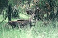 Il est aussi appelé "Koudou de la montagne". Il vit en harde de 8 à 9 femelles, accompagnées de leurs petits. Il se nourrit de plantes herbacées et de feuilles de buissons et d'arbres. Il est très difficile à observer à la saison sèche, masqué sous le couvert épais de la forêt ou des bruyères géantes. Il est plus visible à la saison des pluies où il s'aventure sur les landes et les pelouses... nyala,montagne,massif,bale,ethiopie. 