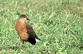 Oiseau endémique qui fréquente les landes d'altitude. rale,rouget,massif,bale,ethiopie. 