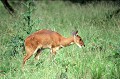 Petite antilope, observée dans le massif Balé, à 3000 mètres. Elle peut être vue aussi dans le massif du Simien. Elle se nourrit de feuilles et fruits sauvages. guib,harnache,massif,bale,ethiopie. 