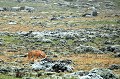 Espèce endémique, ce canidé de couleur rouge fauve, peut-être observé, à 3000 mètres, dans le massif Balé. Il se nourrit de rongeurs, notamment le rat-taupe géant, dont il est très friand. On a recensé 500 loups en Ethyopie, dont 300 dans le Balé. Cet animal n'est pas chassé par l'homme, mais menacé de disparition, en raison de la rage, véhiculée par les chiens errants... loup,abyssinie,ethyopie. 