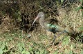 Il vit dans les forêts claires et aux bords des lacs et se nourrit d'invertébrés et petits reptiles... ibis,hagedash,ethyopie. 
