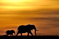 Il est six heures du matin, la savane s'éveille... Soudain, une maman éléphant et son petit apparaissent sur fond de ciel orangé. Instant magique ! éléphants,masai,mara,kenya. 