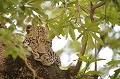 Le Léopard habite les arbres de la savane. Il y entrepose ses proies, mange et dort à l'abri des autres prédateurs. C'est aussi pour lui un lieu privilégié d'observation pour préparer ses futures chasses... leopard,masai,mara,kenya. 
