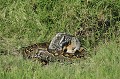 Un Python, long de 5 mètres, a réussi à tuer, par constriction, un chacal trop curieux ou trop imprudent... Le Python se nourrit de mammifères, oiseaux et reptiles... python,chacal,masai,mara,kenya. 