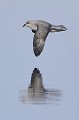 (Fulmarus glacialis) fulmar,boreal,spitzberg. 