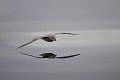 (Fulmarus glacialis) fulmar,boreal,spitzberg,svalbard. 