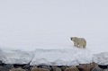C'est le seigneur des lieux. Ce prédateur peut être observé en bordure de banquise ou sur des blocs de glace dérivants. On recense aujourd'hui environ 3000 ours au Svalbard. Ils sont surtout visibles dans la partie Est du Svalbard... ours,blanc,spitzberg,svalbard. 