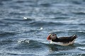 (Fratercula arctica) macareux,moine,spitzberg,svalbard. 