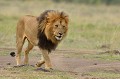  lion,masai,mara,kenya. 