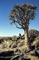 Cet arbre appelé aussi "Kokerboom" pousse sur des sols rocheux, dans le sud de la Namibie. Il a la propriété de retenir l'eau dans son tronc, ses branches et ses feuilles. Les Bushmen évident les branches pour stocker leurs flèches. Cet arbre a une longévité de 300 ans et ne donne des fleurs (de couleur jaune) qu'au bout de 20 à 30 ans. (Nom scientifique : Aloe dichotomo). arbre,carquois,namibie. 