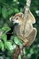 (Eulemur coronatus) Observation dans le parc de la Montagne d'Ambre, au nord de Madagascar. Ce lémurien vit dans la forêt pluvieuse et dans la savane. Il se nourrit de fleurs, feuilles et fruits, avec une préférence marquée pour la banane... maki,couronne,male,madagascar. 