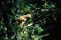 (Hapelemur aureus) Aperçu dans la réserve de Ranomafana, à la cime de grands arbres, ce lémurien, rare et difficile à observer, est rapide en course, capable de grands sauts. Il se nourrit principalement de bambous et aussi de graminées, fruits de palmier, feuilles de figuier, jeunes rameaux... Longévité : 22 ans. Il vit en groupe de 4 à 6 membres. Les femelles sont dominantes, ont un accès prioritaire à la nourriture et choisissent leur partenaire sexuel. Portée : 1 petit, gestation : 140 jours. Cette espèce est menacée d'extinction, en raison de la déforestation actuelle, à des fins agricoles... lemur,dore,bambous,madagascar. 