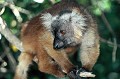 (Eulemur macaco macaco) Observé dans l'île de Nosy Be, ce lémurien se rencontre essentiellement dans le Nord-Ouest de Madagascar. Il se nourrit de fruits, fleurs, feuilles, nectar... Sur ce cliché, une femelle remarquable par sa robe brune et rousse. Le mâle porte une fourrure noire. maki,macaco,madagascar. 