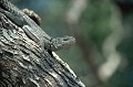 (Oplurus cyclurus) Ce lézard malgache est appelé faux Fouette - Queue ou tout simplement Iguane de Madagascar. Il vit dans les zones arborescentes plutôt que rocheuses et découvertes. Il sait bien grimper. Il se nourrit d'insectes. lezard,malgache,madagascar. 