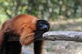(Varecia rubra) Ce primate vit sur la côte Est de Madagascar et se nourrit principalement de fruits. Espèce particulièrement menacée de disparition du fait de la déforestation. maki,vari,roux,madagascar. 