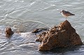 (Calidris alba) becasseau,sanderling,france. 