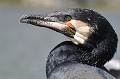 Les cormorans sauvages sont domestiqués, dressés à pêcher en eau douce. Ce sont de redoutables prédateurs, qui peuvent plonger jusqu'à 25 mètres de profondeur et rapporter des poissons de toute taille, brèmes, truites et brochets... cormoran,peche,chine. 