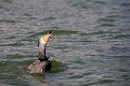 Le cormoran a plongé et remonté un poisson qu'il tient dans sa gorge. peche,cormoran,chine. 