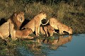 Rencontre avec un clan de lions, dans le delta de l'Okavango. Après avoir dévoré un zèbre la nuit précédente et dormi 12 heures à l'ombre d'un bosquet, les lions se rassemblent autour d'un point d'eau, pour se désaltérer, avant de repartir chasser... lions,okavango,bostwana. 