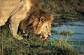 Ce lion est le chef d'un clan de 14 membres. Un groupe peut compter jusqu'à 40 individus... lion,okavango,bostwana. 