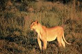Cette jeune lionne est attentive au moindre bruit, au moindre mouvement, prête à bondir... lionne,okavango,bostwana. 