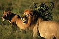  lions,okavango,bostwana. 