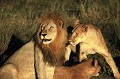  lions,okavango,bostwana. 