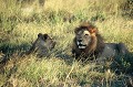 C'est la période des amours. Pendant son oestrus qui dure 5 jours, la lionne s'accouple toutes les 20 minutes. Elle peut porter de un à quatre lionceaux, rarement plus. La gestation dure trois mois et demi. lions,okavango,bostwana. 