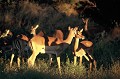 Les troupeaux d'impalas peuvent compter entre 50 et 100 individus. Un mâle dominant dirige le groupe. Les jeunes mâles sont chassés du troupeau familial, dès l'âge d'un an, à charge pour eux de prendre prise sur un groupe de femelles et de créer leur propre territoire... impalas,okavango,botswana. 