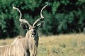 Majestueuse antilope, qui vit dans les forêts claires et en brousse, le Grand Koudou se nourrit de feuilles, plantes herbacées, lianes, tubercules, plantes grasses, fleurs et fruits tombés à terre. Le mâle vit en harde avec quelques femelles et petits. grand,koudou,okavango,botswana. 